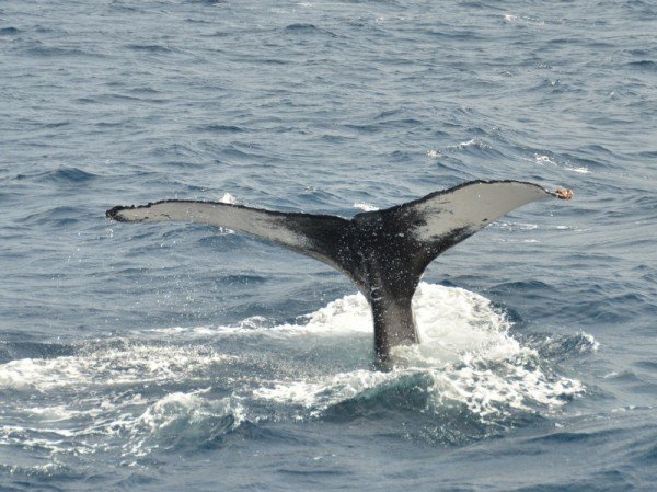 humpback-whale-japan_9758