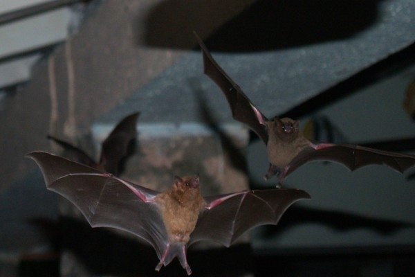 Bats in Trinidad