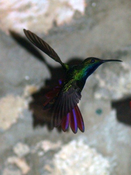 Black-throated mango hummingbird