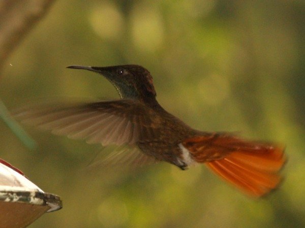 Ruby topaz hummingbird