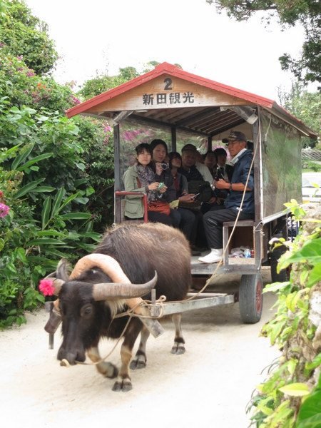 taketomi-water-buffalo-ride