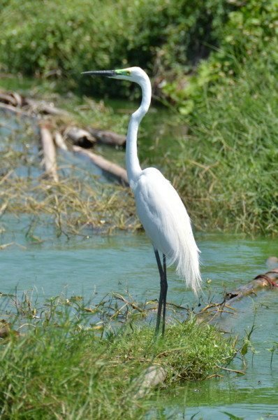 great-egret-breeding-plumage