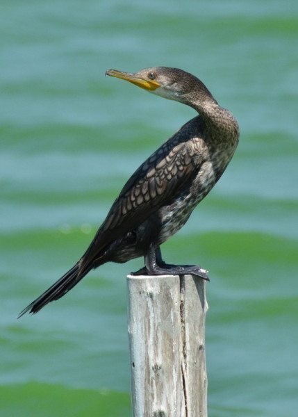 indian-cormorant 2