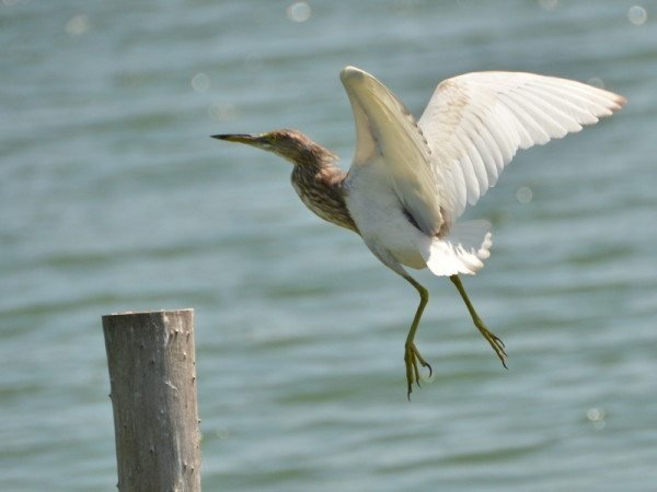 javan-pond-heron-breeding-plumage-2