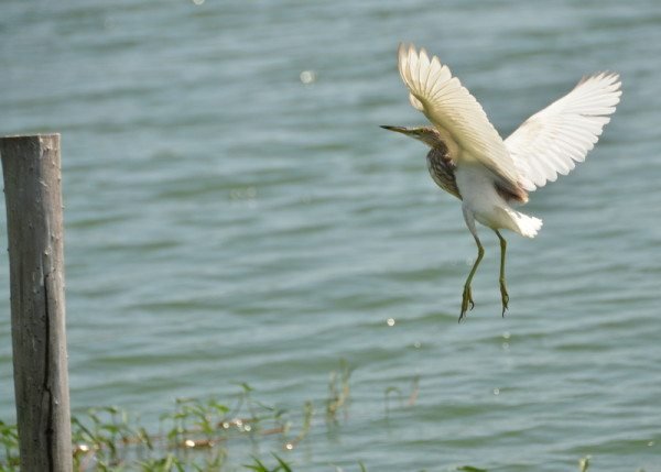 javan-pond-heron-breeding-plumage