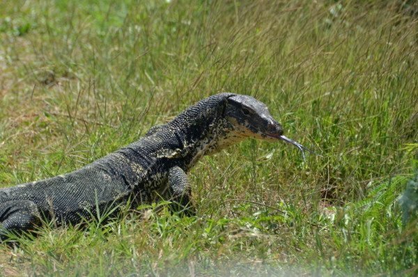 monitor-lizard