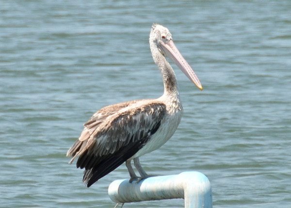 spot-billed-pelican